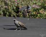 6-27-07 quails chase _8244 r.jpg