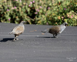 6-27-07 quails chase _8246r.jpg