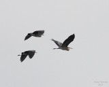 7-24-07 herons 9348r.jpg