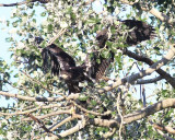 8-1-07  junior out on a limb_9747r.JPG