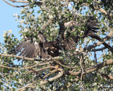 8-1-07  junior out on a limb_9748r.JPG