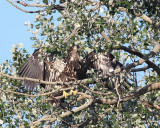 8-1-07  junior out on a limb_9775r.JPG