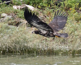 8-4-07 Junior in flight landing gear up 0216r.jpg