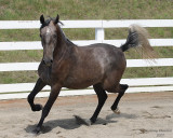 7--26-07 Sennia 9635r.jpg