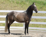 7--26-07 Sennia 9637r.jpg