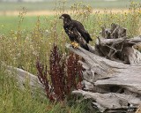 8-4-07 Junior on log_0157.jpg