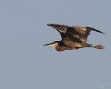 8-13-07 Heron 0297.JPG
