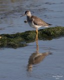 8-13-07 Yellow legs 0458r.jpg