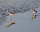 8-13-07 yellow legs pair0523r.JPG