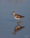 8-13-07 yellowlegs 0484r.jpg