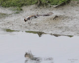 8-24-07 killdeer flight0746.JPG