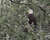 8-24-07  martha still on guard0738.JPG