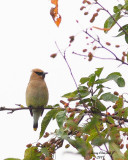 8-24-07 cedar waxwing 0729 .JPG