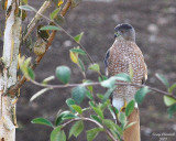 10-11-07 coopers hawk_1787r.jpg