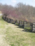 Redbuds on the Natchez Trace