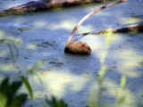 Radnor Lake 16