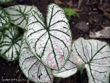 Caladiums In The Summer Shade