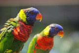 Lorikeets