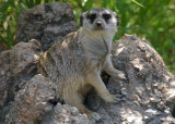 Meerkat