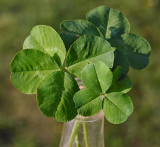 4-leaf clover leaves