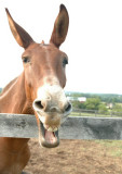 a mule walks up to a bar and the tender asks, why the long face?