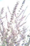 russian sage