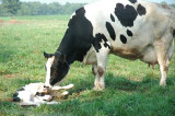 calf, minutes old, still scrunched