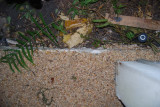 DSC_0021.JPG - porch edge