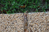 DSC_0041.JPG - sloppy expansion joint and cracked joint