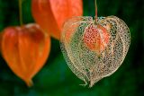 Chinese lanterns