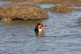 Taboo having an early morning dip