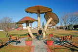 Mushrooms - Vilna, Alberta