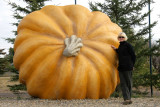 Pumpkin - Smoky Lake, Alberta