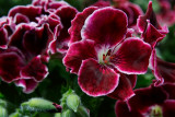 Geranium