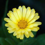 Yellow Flower