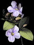 Thunbergia Grandiflora