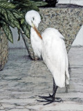 La Garza Blanca - The White Heron