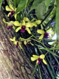 Orchids On The Mango Tree