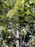 Arbol Panam - Panama Tree