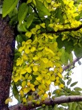 Cassia Fistula