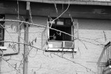 Woman In Window