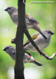 young red browed finches