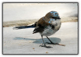  superb fairy wren male - in eclipse plumage