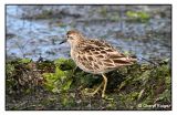 3984 - Sharp-tailed Sandpiper - Werribee