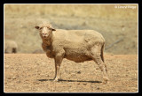 6506-sheep