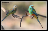 8538-mulga-parrots