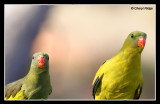 8635-regent-parrots