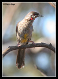 8532-red-wattlebird