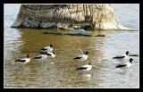 6298-red-necked-avocets