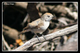 8934-chestnut-rumped-thornbill